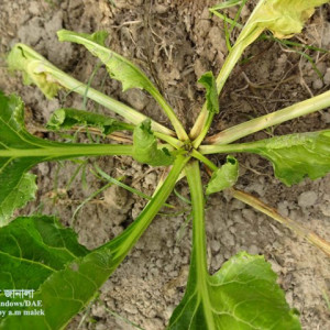 সুগারবিটের শিকড় পচা রোগ